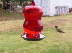 Our sweet hummingbird female