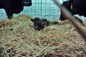 Hey, I am in the hay, not the hay to be eaten